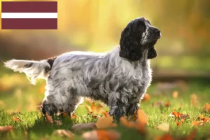 Read more about the article English Cocker Spaniel breeders and puppies in Latvia