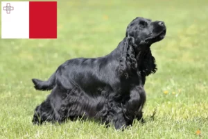 Read more about the article English Cocker Spaniel breeders and puppies in Malta