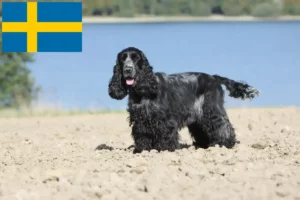 Read more about the article English Cocker Spaniel breeders and puppies in Sweden