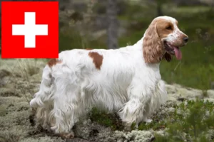 Read more about the article English Cocker Spaniel breeders and puppies in Switzerland