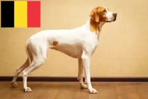 Read more about the article English Pointer breeders and puppies in Belgium