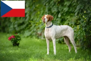 Read more about the article English Pointer breeders and puppies in the Czech Republic