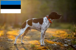 Read more about the article English Pointer breeders and puppies in Estonia