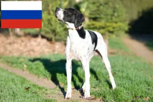 Read more about the article English Pointer breeders and puppies in Russia