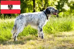 Read more about the article English Setter breeders and puppies in Austria