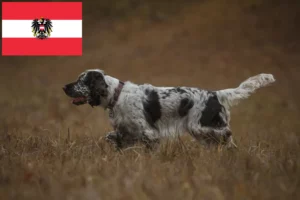 Read more about the article English Springer Spaniel breeders and puppies in Austria