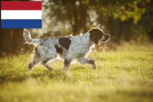 Read more about the article English Springer Spaniel breeders and puppies in the Netherlands