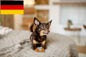 Read more about the article English Toy Terrier breeders and puppies in Germany