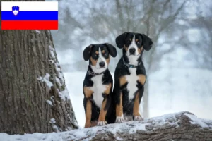 Read more about the article Entlebuch Mountain Dog Breeder and Puppies in Slovenia