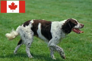 Read more about the article Épagneul français breeders and puppies in Canada