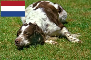 Read more about the article Épagneul français breeders and puppies in the Netherlands
