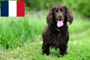 Read more about the article Field Spaniel breeders and puppies in France