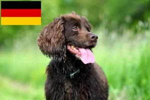 Read more about the article Field Spaniel breeders and puppies in Germany