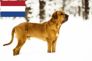 Read more about the article Fila Brasileiro breeders and puppies in the Netherlands