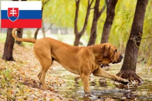 Read more about the article Fila Brasileiro breeders and puppies in Slovakia
