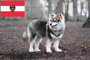 Read more about the article Finnish Lapphund breeders and puppies in Austria