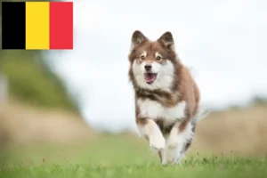 Read more about the article Finnish Lapphund breeders and puppies in Belgium