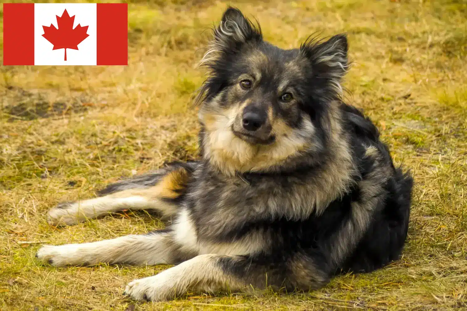 Finnish Lapphund breeders and puppies in Canada - DogWeb.com