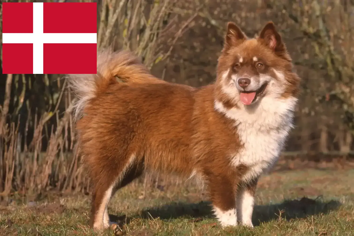 Read more about the article Finnish Lapphund breeders and puppies in Denmark