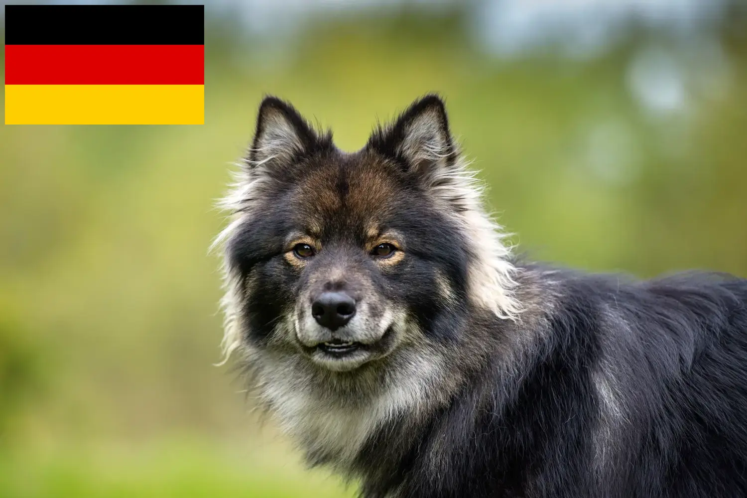 Read more about the article Finnish Lapphund breeders and puppies in Germany