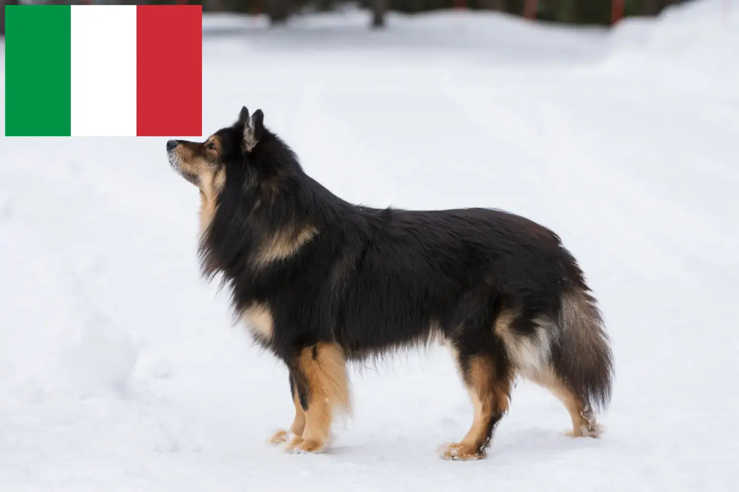 Read more about the article Finnish Lapphund breeders and puppies in Italy