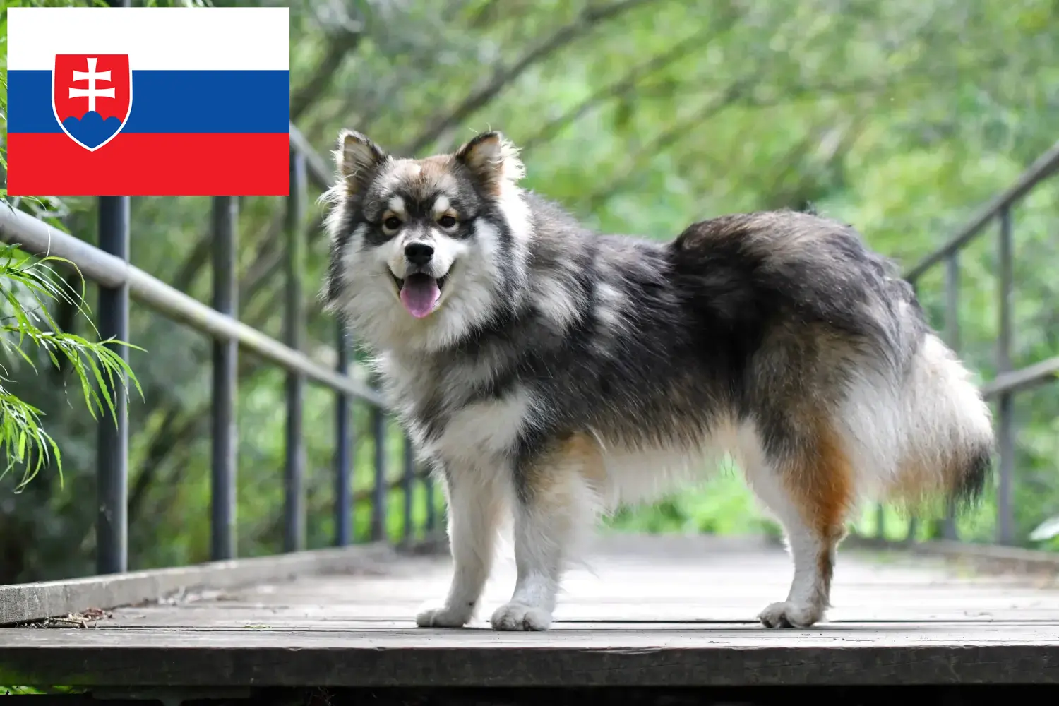 Read more about the article Finnish Lapphund breeders and puppies in Slovakia