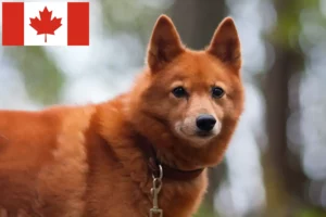 Read more about the article Finnspitz breeders and puppies in Canada