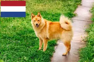 Read more about the article Finnspitz breeders and puppies in the Netherlands