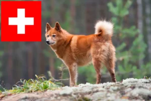 Read more about the article Finnspitz breeders and puppies in Switzerland