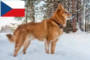 Read more about the article Finnspitz breeders and puppies in the Czech Republic