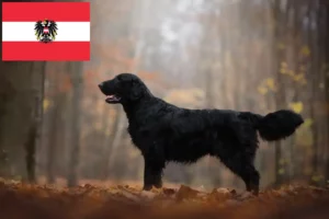 Read more about the article Flat Coated Retriever breeders and puppies in Austria