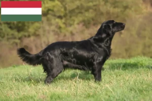 Read more about the article Flat Coated Retriever breeders and puppies in Hungary