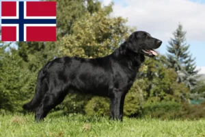 Read more about the article Flat Coated Retriever breeders and puppies in Norway