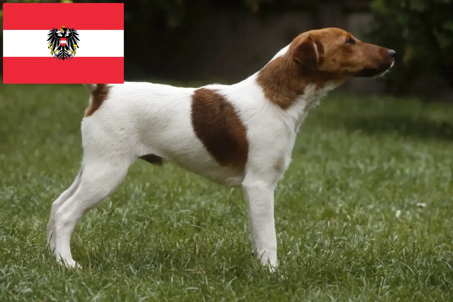 Read more about the article Fox Terrier breeders and puppies in Austria