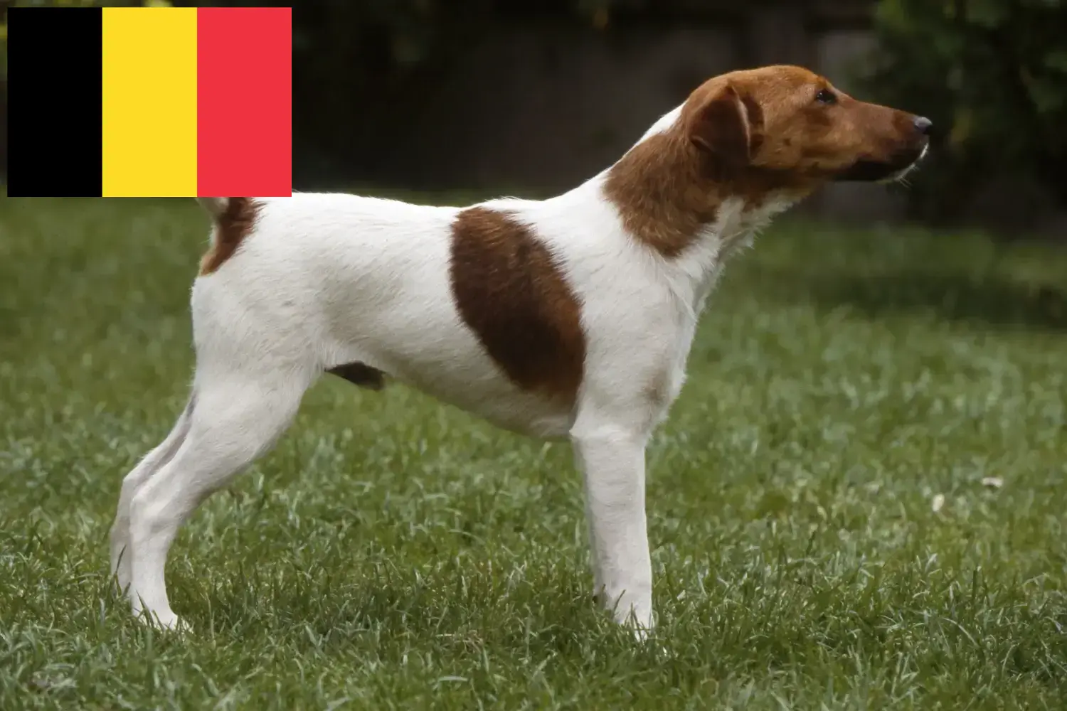 Read more about the article Fox Terrier breeders and puppies in Belgium