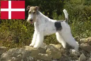 Read more about the article Fox Terrier breeders and puppies in Denmark