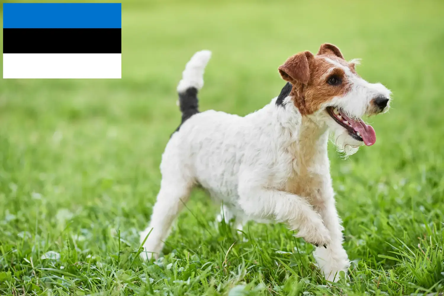 Read more about the article Fox Terrier breeders and puppies in Estonia