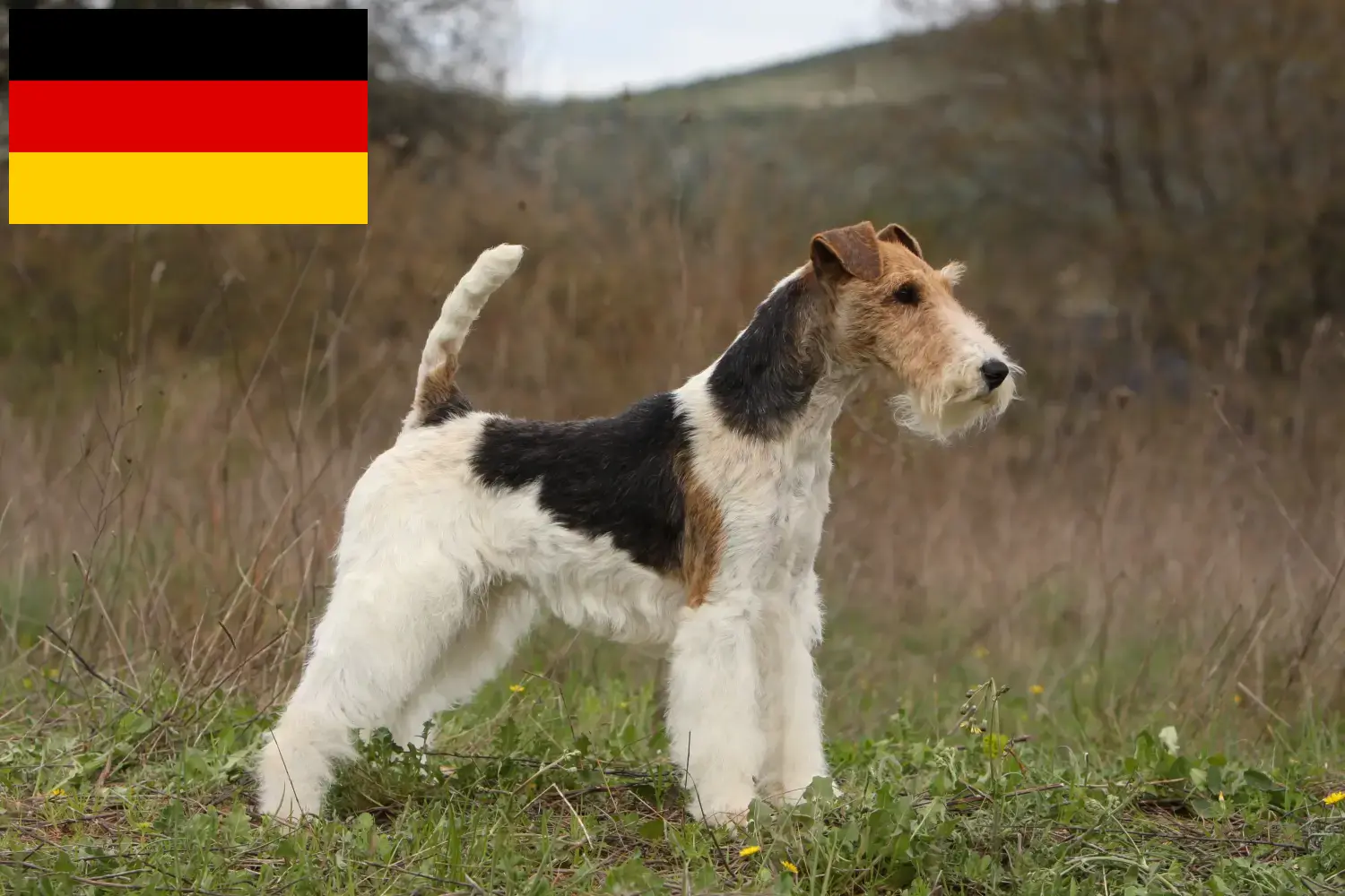 Read more about the article Fox Terrier breeders and puppies in Germany