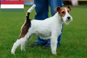 Read more about the article Fox Terrier breeders and puppies in Hungary