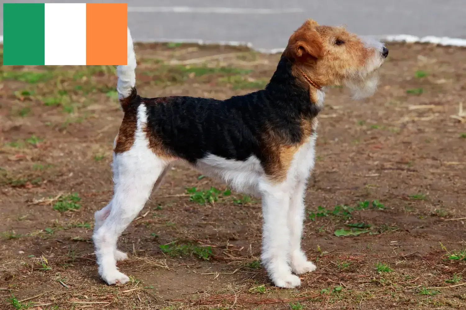 Read more about the article Fox Terrier breeders and puppies in Ireland