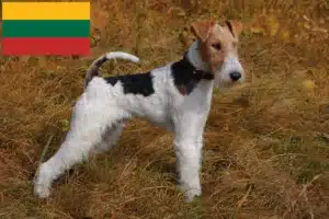 Read more about the article Fox Terrier breeders and puppies in Lithuania