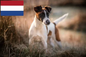 Read more about the article Fox Terrier breeders and puppies in the Netherlands