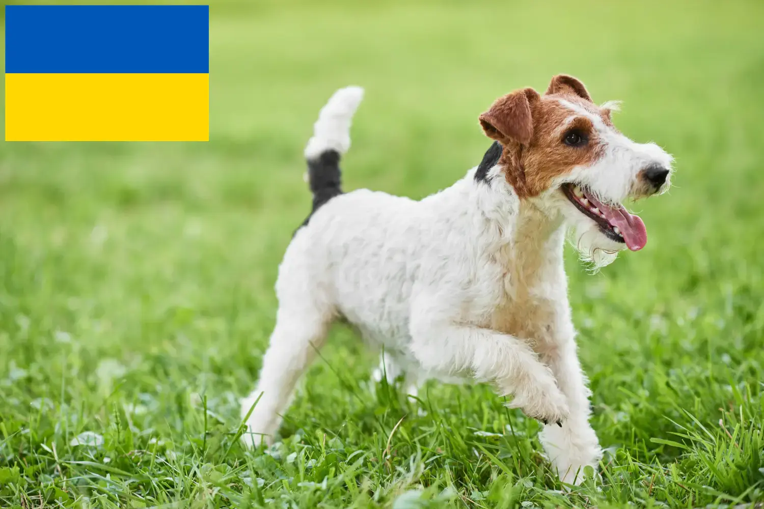 Read more about the article Fox Terrier breeders and puppies in Ukraine