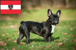 Read more about the article French Bulldog breeders and puppies in Austria