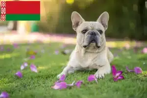 Read more about the article French Bulldog breeders and puppies in Belarus