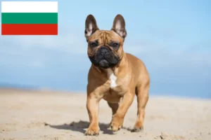 Read more about the article French Bulldog breeders and puppies in Bulgaria