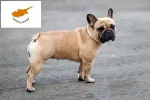 Read more about the article French Bulldog breeders and puppies in Cyprus