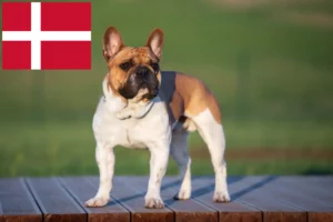 Read more about the article French Bulldog breeders and puppies in Denmark