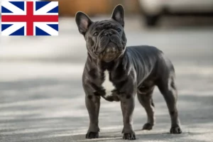 Read more about the article French Bulldog breeders and puppies in the UK