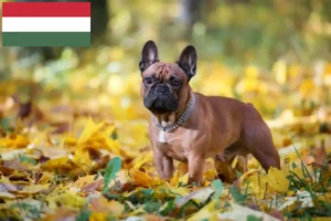 Read more about the article French Bulldog breeders and puppies in Hungary